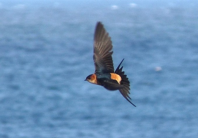 Red-rumped Swallow