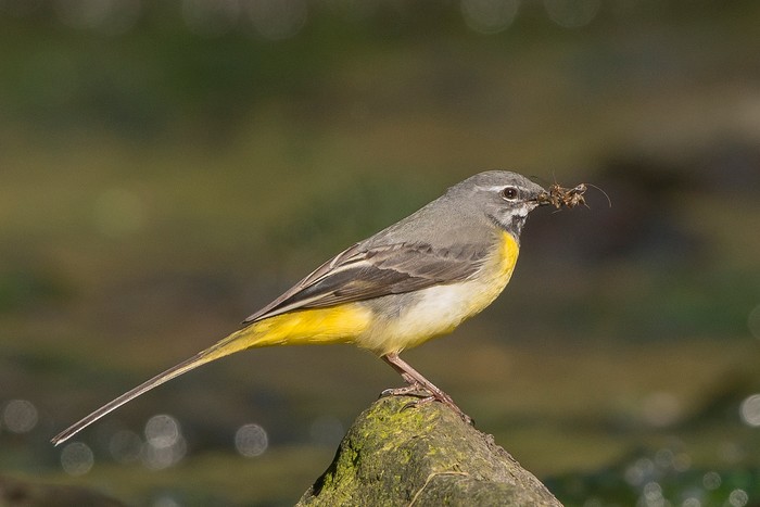 Grey Wagtail