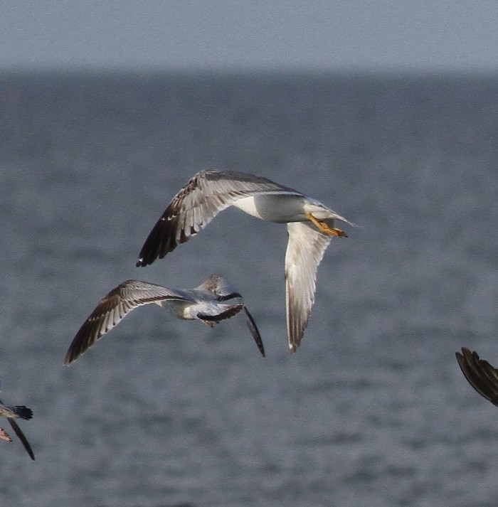 Yellow-legged Gull