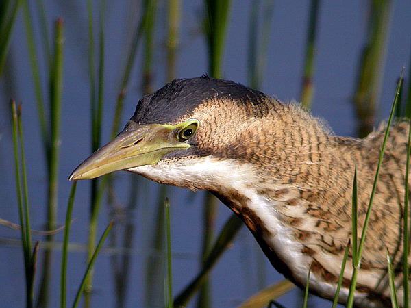 Bittern