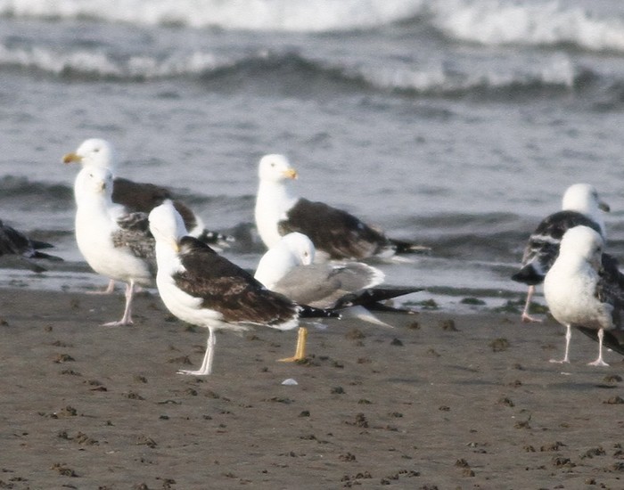 Yellow-legged Gull