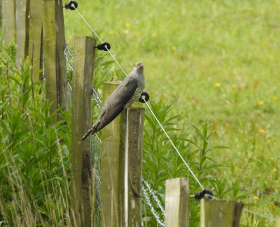 Cuckoo
