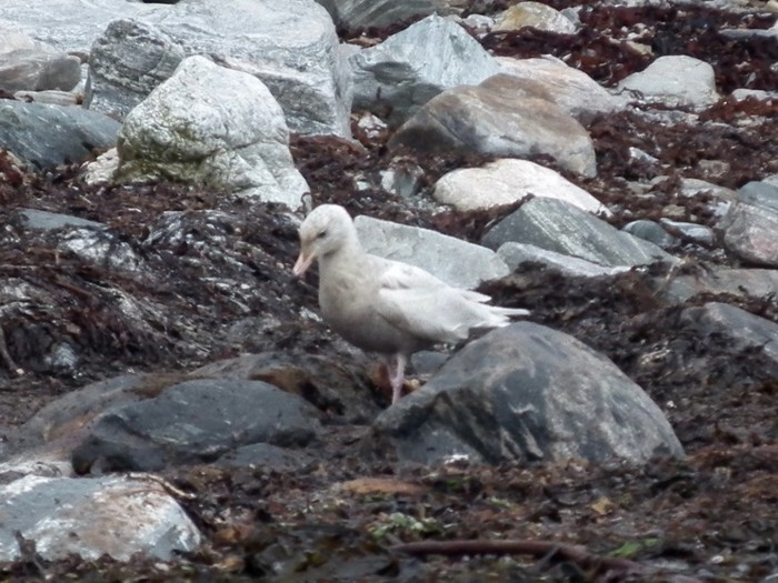 Glaucous Gull