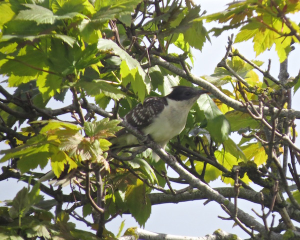 Great Spotted Cuckoo