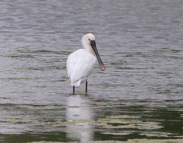 Spoonbill