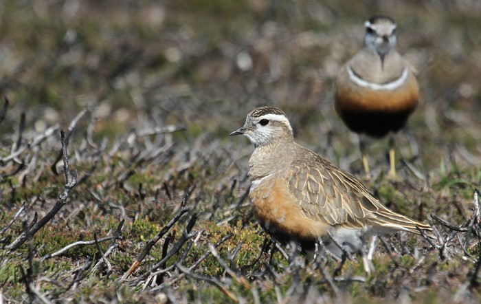 Dotterel