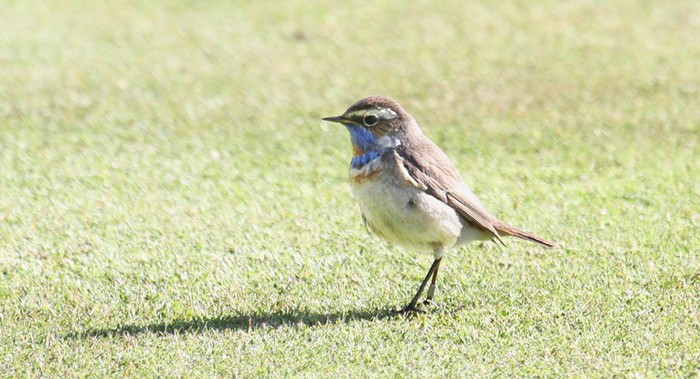 Red-spotted Bluethroat