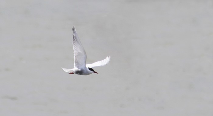 Whiskered Tern