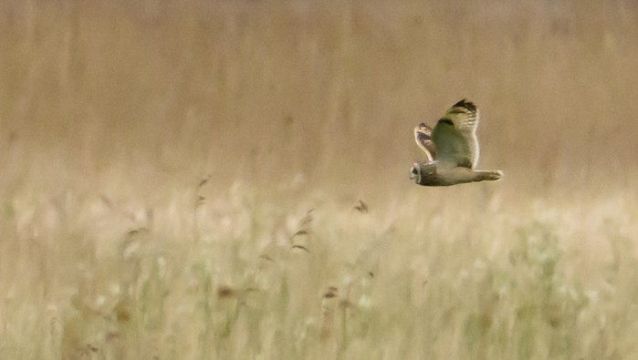 Short-eared Owl
