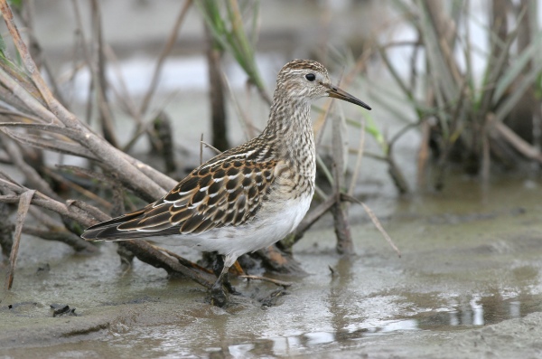 Pectoral Sandpiper