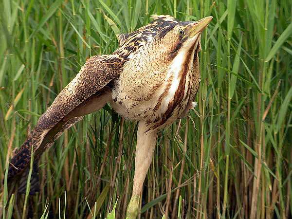 Bittern