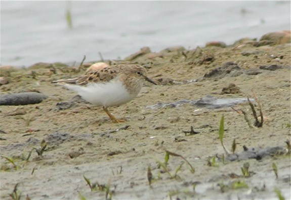 Temminck's Stint
