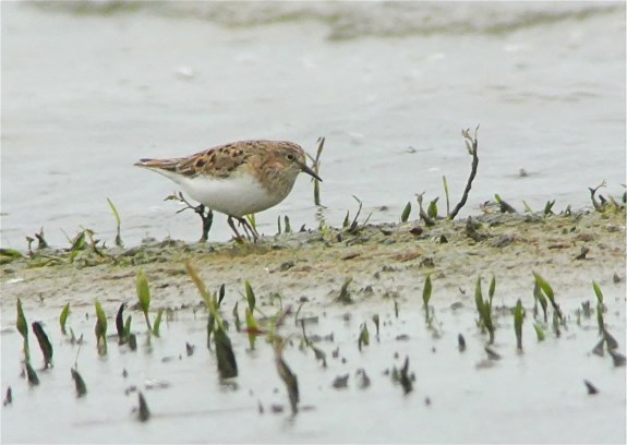 Temminck's Stint