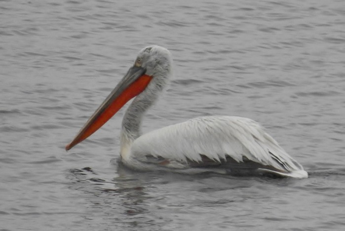 Dalmatian Pelican