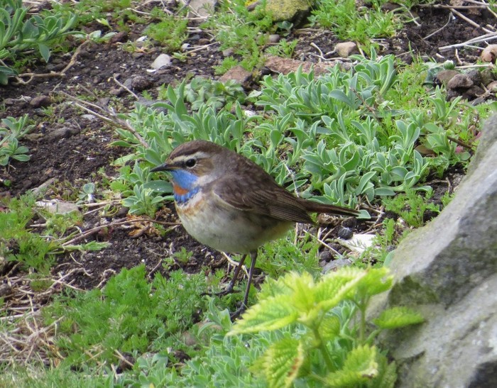 Red-spotted Bluethroat