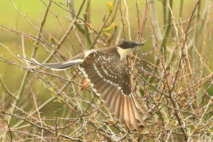 Great Spotted Cuckoo