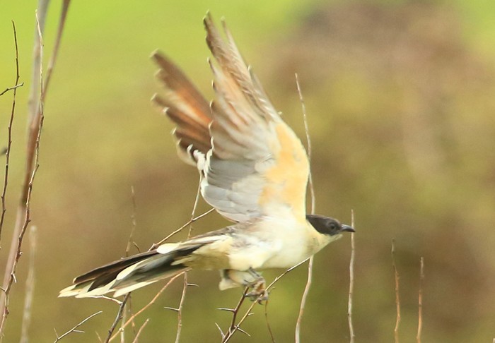 Great Spotted Cuckoo