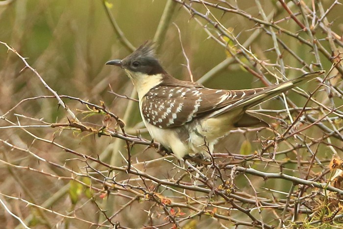 Great Spotted Cuckoo