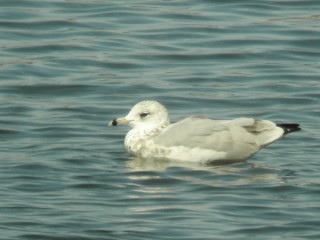 Ring-billed Gull