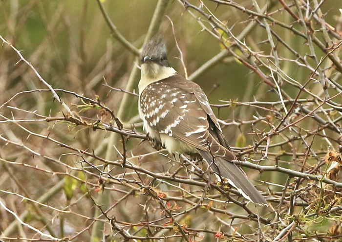 Great Spotted Cuckoo