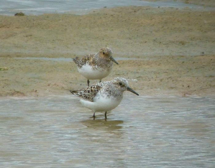 Sanderling