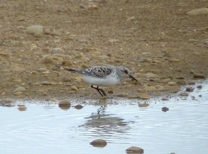 Sanderling