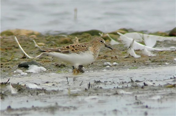 Temminck's Stint