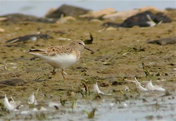 Temminck's Stint