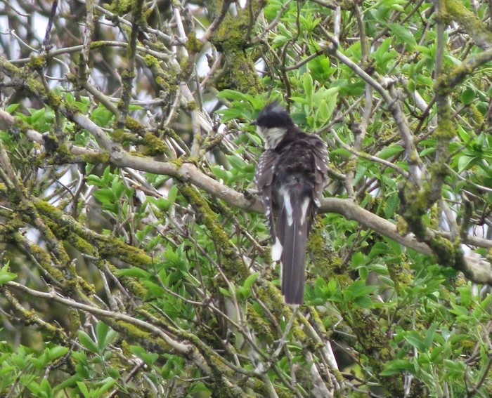 Great Spotted Cuckoo