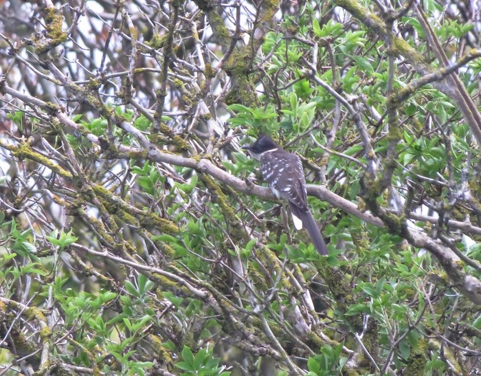 Great Spotted Cuckoo