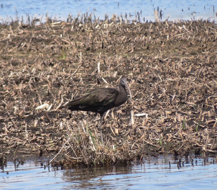 Glossy Ibis