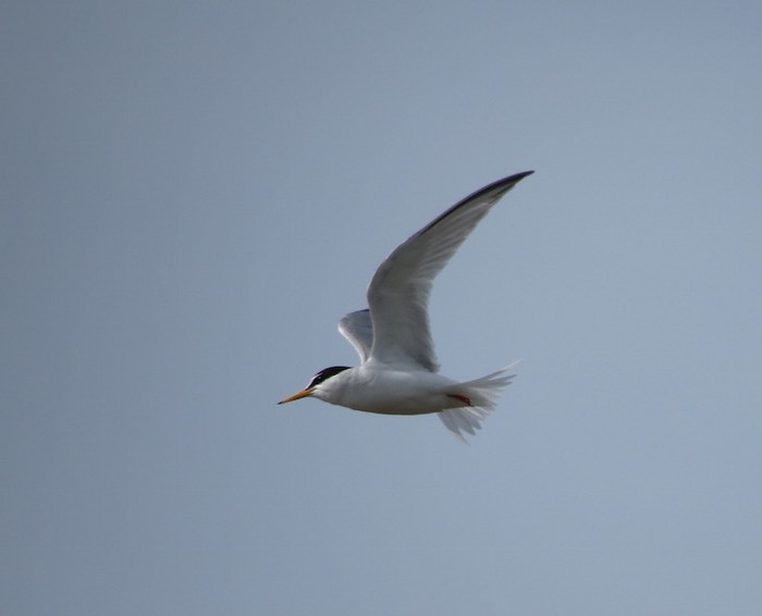 Little Tern