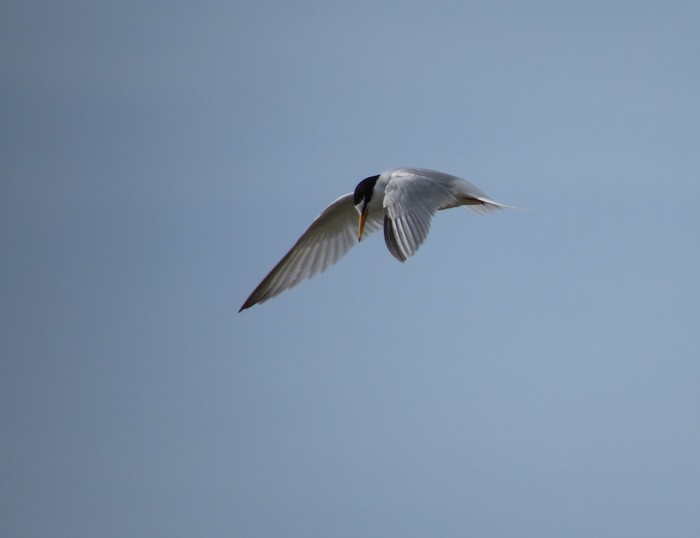 Little Tern