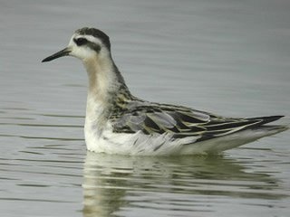 Grey Phalarope