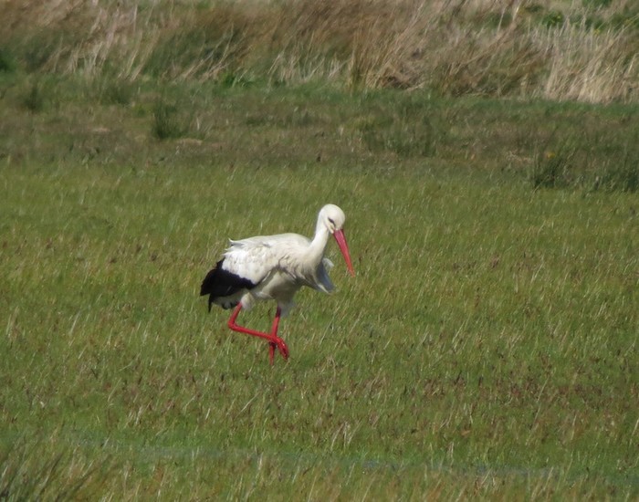 White Stork