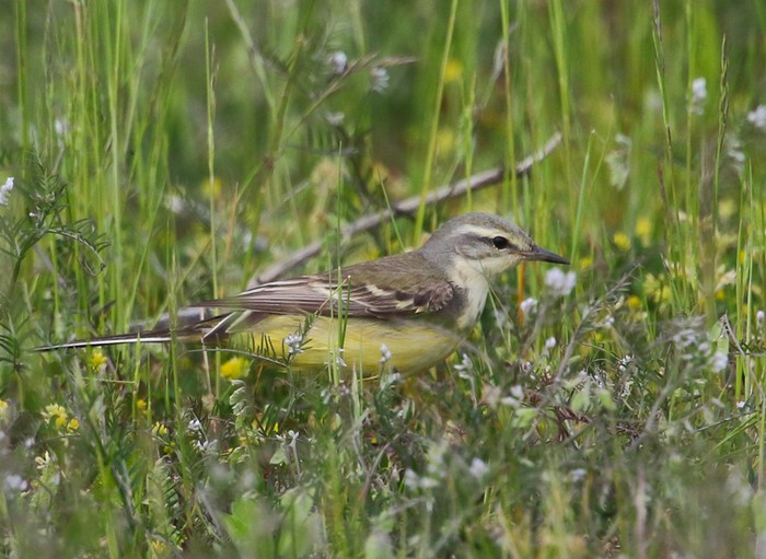 Blue-headed Wagtail