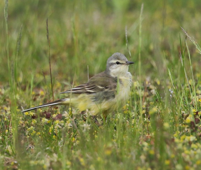Blue-headed Wagtail