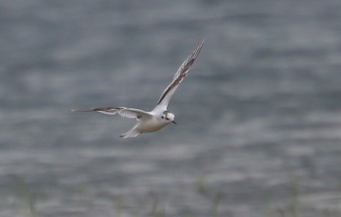 Little Gull