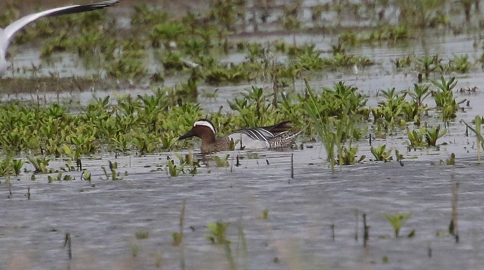 Garganey