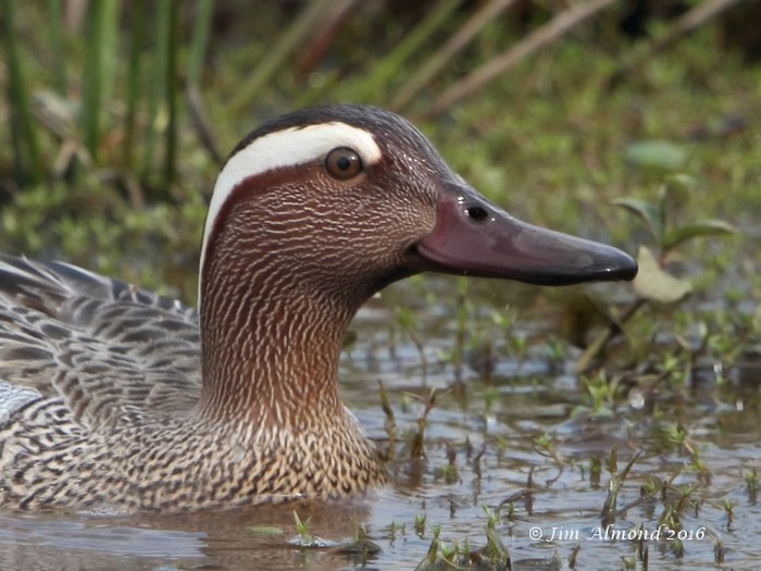 garganey