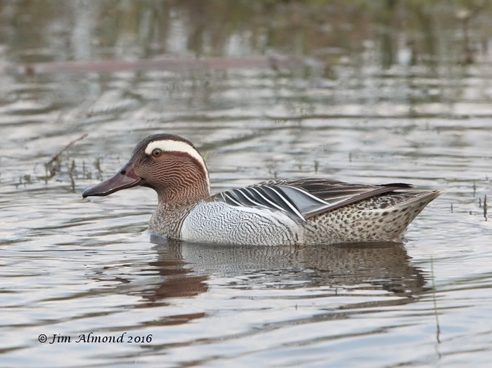 Garganey