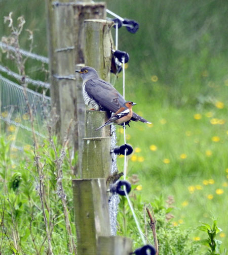 Cuckoo