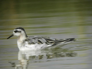 Grey Phalarope