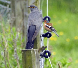 Cuckoo