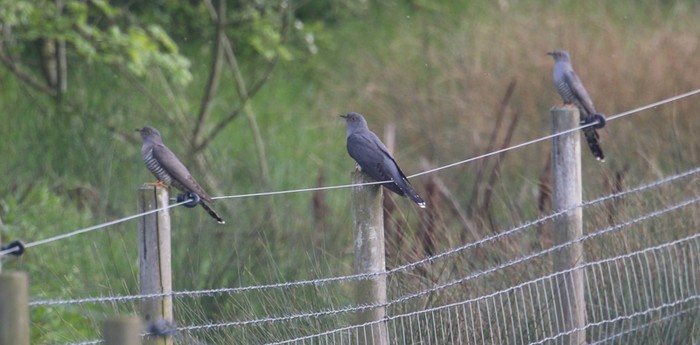 Cuckoo