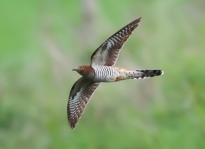 Cuckoo