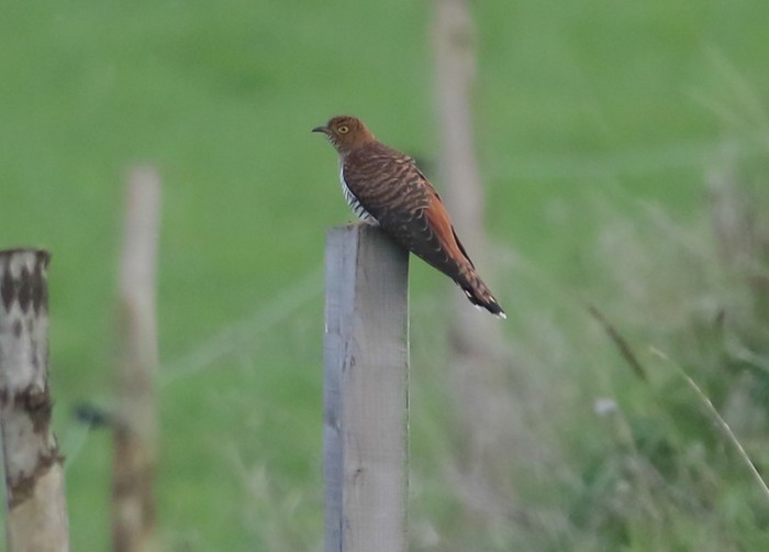 Cuckoo