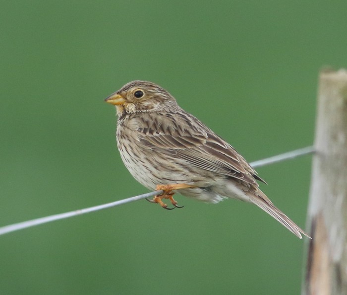 Corn Bunting