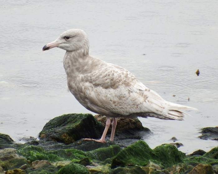 Glaucous Gull