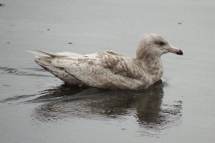 Glaucous Gull